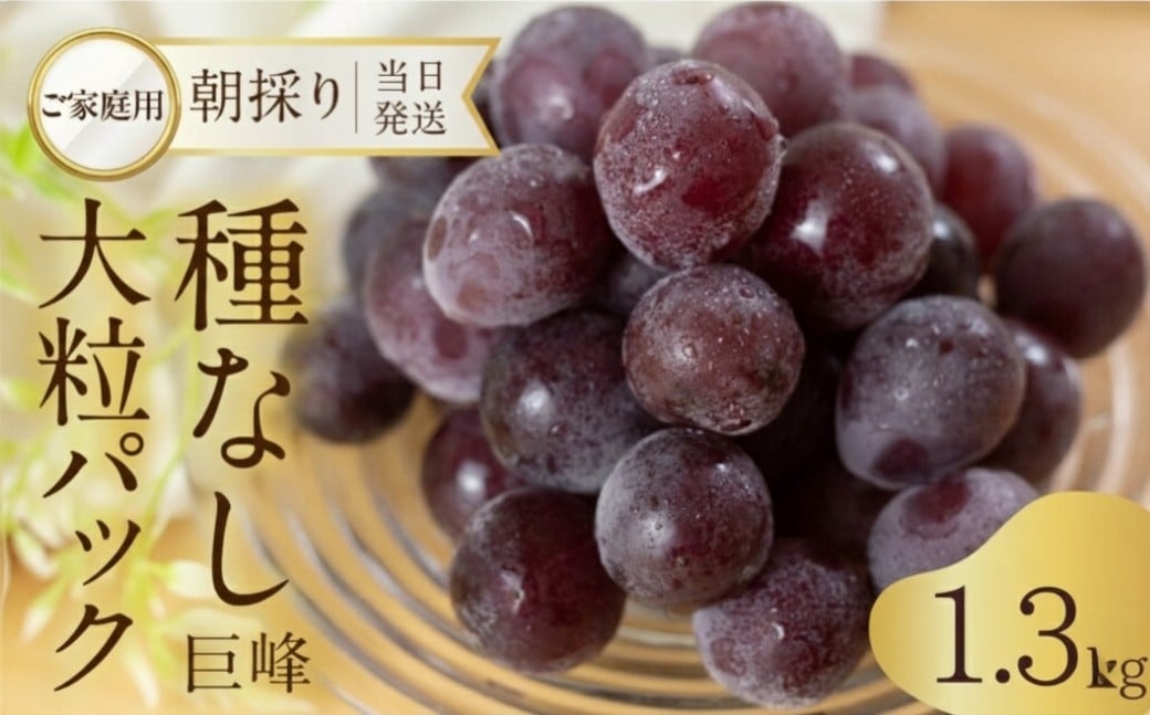 
            《先行予約》 訳あり 種なし巨峰 粒 1.3kg 朝採り 当日発送 種なし 巨峰 粒 500g ～ 2kg ぶどう 大粒 訳あり 不揃い 果物 フルーツ ブランド 産地直送 生産者直送 農家直送 シャインマスカット 葡萄
          