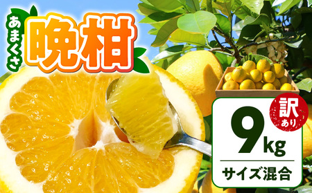 S097-006_【訳あり】あまくさ晩柑 9kg