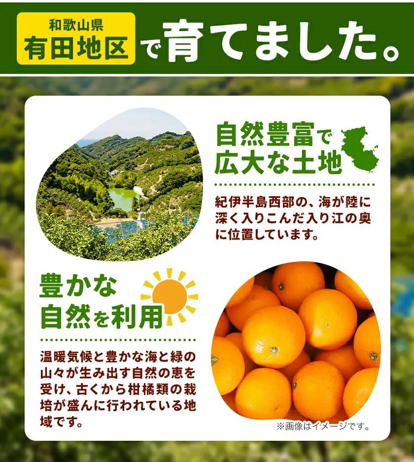 オレンジ 濃厚 清見オレンジ 約5kg