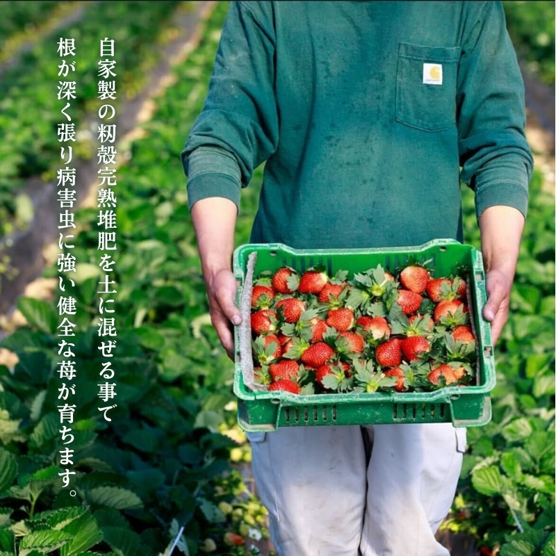 奈良県生まれのいちご アスカルビー×古都華　2品種食べ比べセット 果物 フルーツ いちご 苺 イチゴ ストロベリー アスカルビー 古都華 おやつ 食べ比べ お取り寄せ セット 大和郡山市