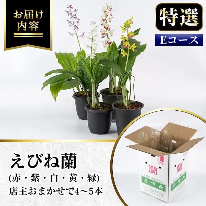 【個数限定】えびね蘭 4本～5本 Eコース 苗 鉢入り【00-045-05】
