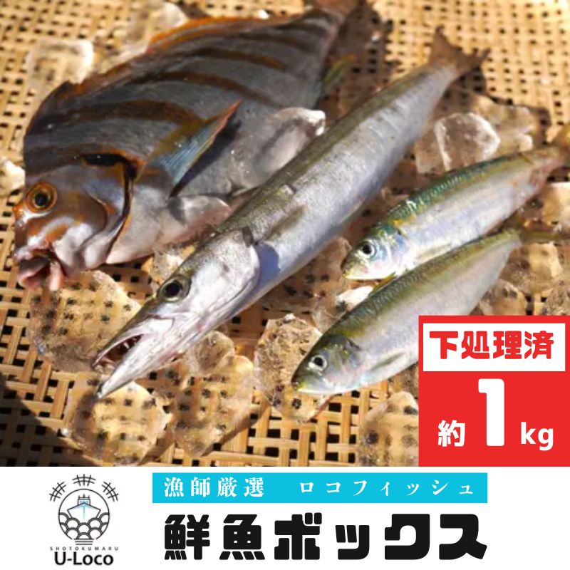 【P78001】 漁師厳選！ロコフィッシュ(地魚) 下処理済 鮮魚 ボックス(約1kg)