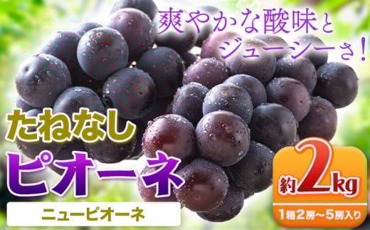 【先行予約】たねなし ピオーネ 約2kg 厳選館 《2026年8月中旬-9月中旬頃出荷》 和歌山県 日高川町 フルーツ ぶどう ピオーネ たねなし 2kg 和歌山県産 送料無料【配送不可地域あり】