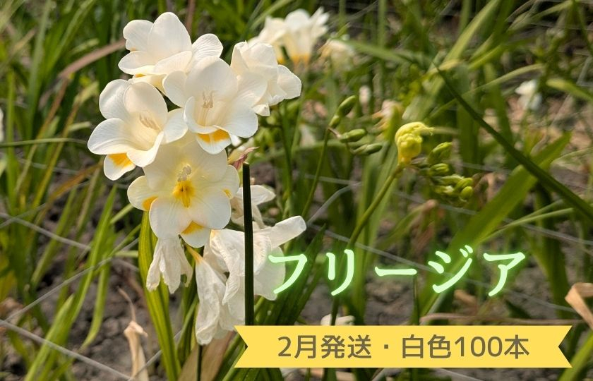 2月発送：優しい香り【フリージア】白色　100本