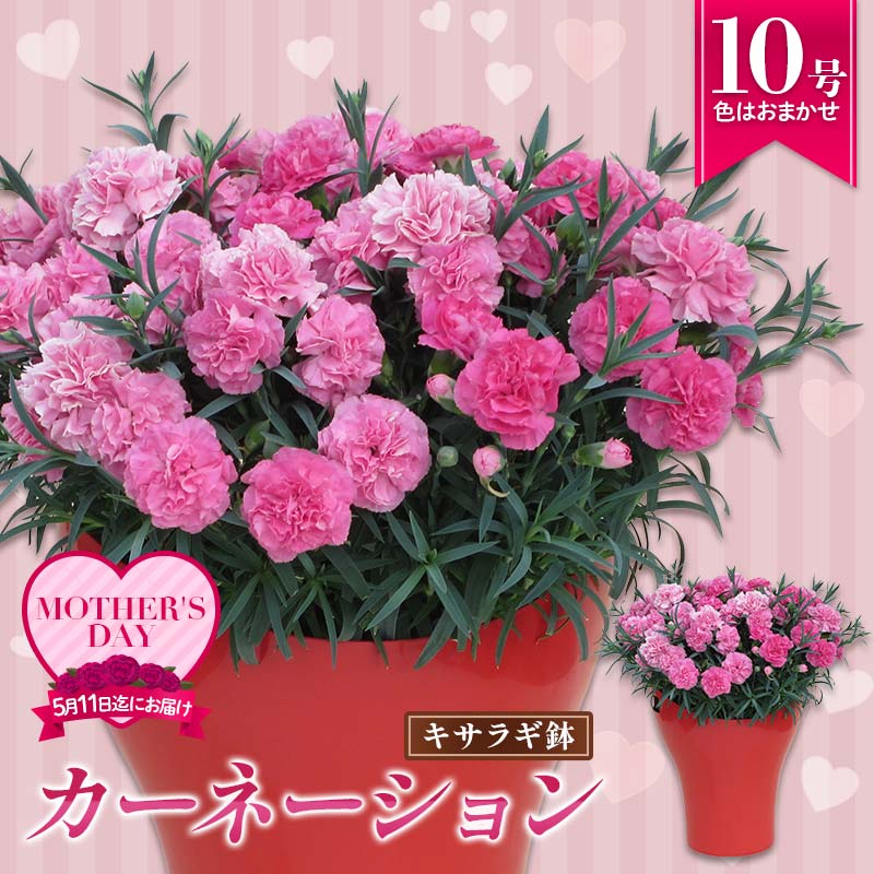 【ふるさと納税】カーネーション10号キサラギ鉢（30cm） 赤 ピンク オレンジ いちごホイップ 春 花 母の日 ギフト プレゼント 送料無料 F4N-1397