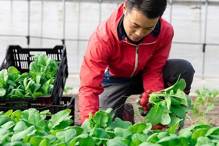 ≪卵付き≫ 【京丹波野菜セット】京丹波 旬菜セット プレミアム 10～12品目  【野菜詰め合わせ　京野菜 】 [015KK003]