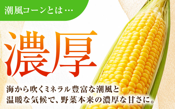 【先行予約】【数量限定100セット】よこすか潮風コーン 10本～12本 計約5kg 【井上農園】 [AKDJ002]