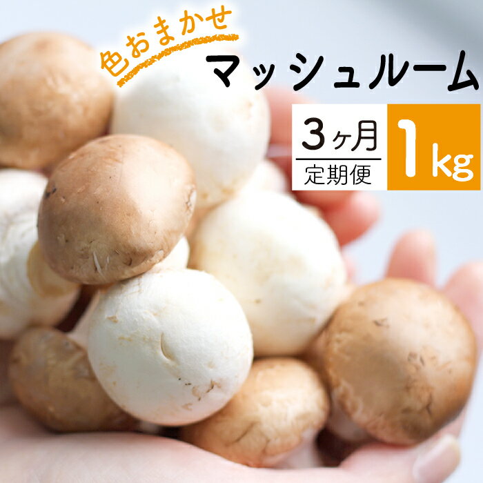 【ふるさと納税】 岩手県産 八幡平マッシュルーム 1kg 色はおまかせ 3ヶ月定期便 ／ ブラウン ホワイト 生食 きのこ キノコ 茸 マッシュルーム サラダ パスタ おつまみ 焼く 煮る 揚げる 自宅用 家庭用 和食 洋食 スープ おすすめ ジオファーム 岩手県 八幡平市 送料無料