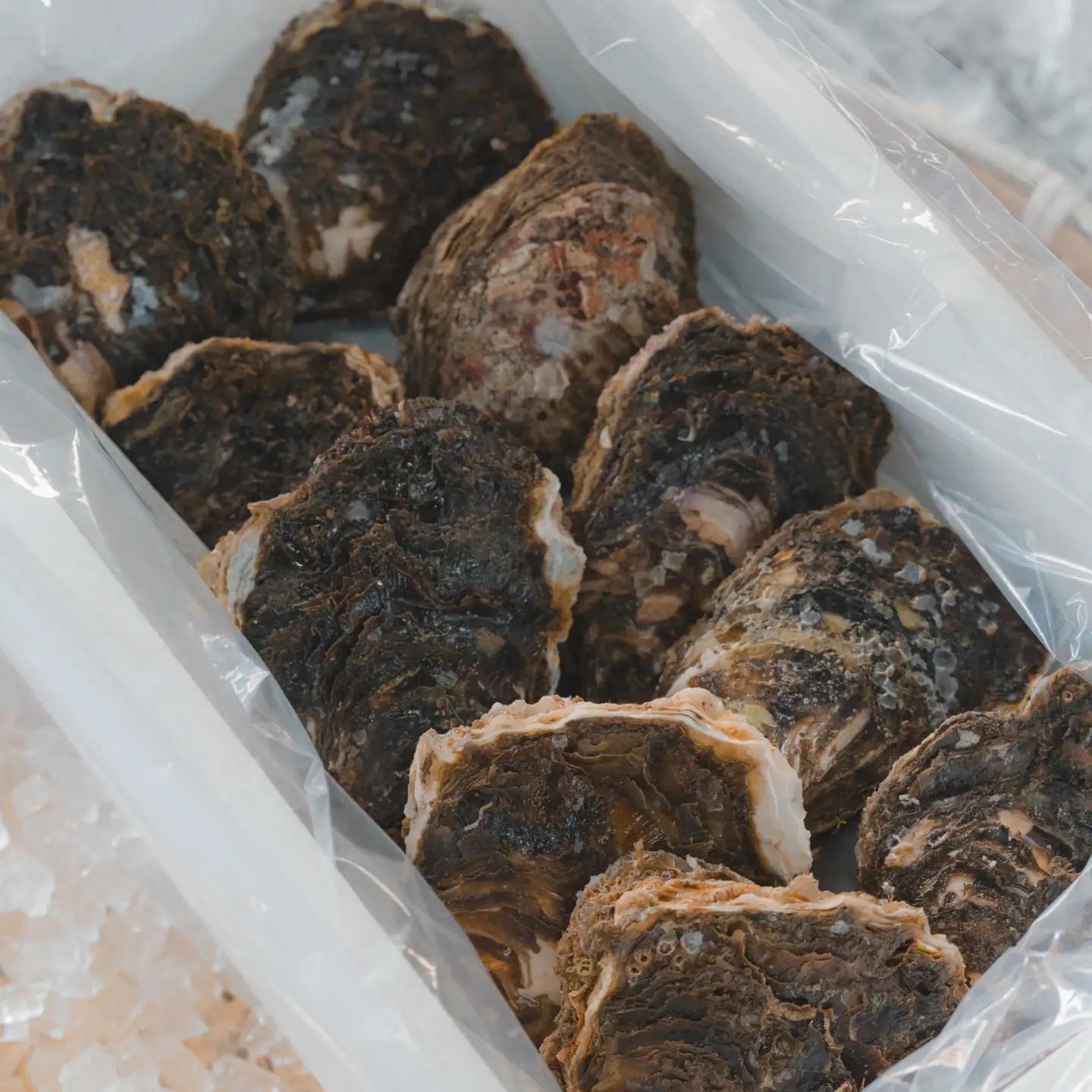 牡蠣 鳥取県産 天然 岩ガキ 夏輝 10個（300g以上×10個）※2026年6月上旬以降発送 ｜牡蠣 