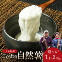 【ふるさと納税】こだわり自然薯 【選べる内容量】約1.1kg～ やまいも 山芋 ねばり 風味 とろろ じねんじょ 自然薯 とろろご飯 料理 自然 芋 長芋 大和芋 健康 ジネンジョ