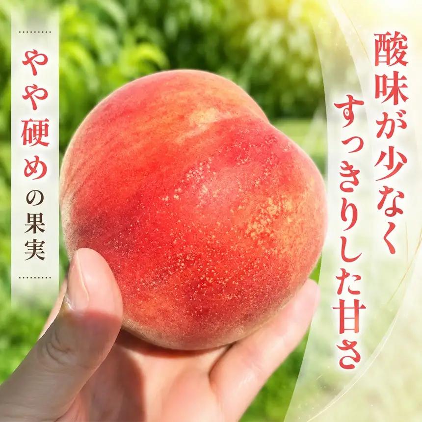 【2027先行予約】 長野県産 桃 なつっこ 約3kg 【2027年8月上旬～順次発送予定】| 丸中中根園