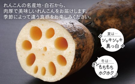 【年内配送】白石産泥付きれんこん3kg/ れんこん [IZZ011]