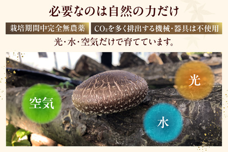 東浦町産 原木栽培生しいたけ（約500g）