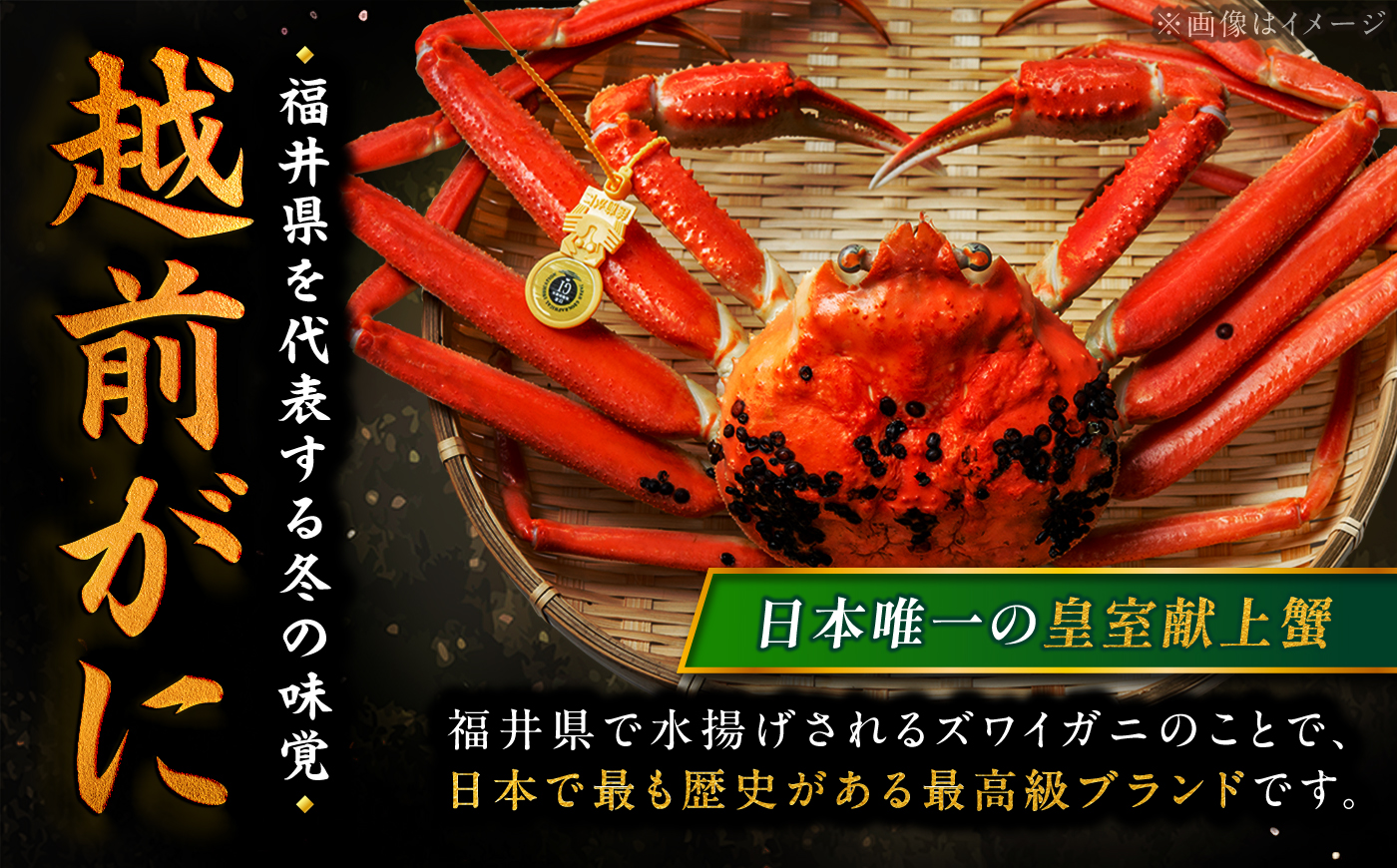 【先行予約/11月18日より順次配送】【訳あり】越前がに 700g×2杯 茹で 福井県産ズワイガニ 脚折れ・欠け / かに カニ 蟹 越前ガニ ズワイガニ ボイル / 小浜市 / 一進わかさ【配送不可