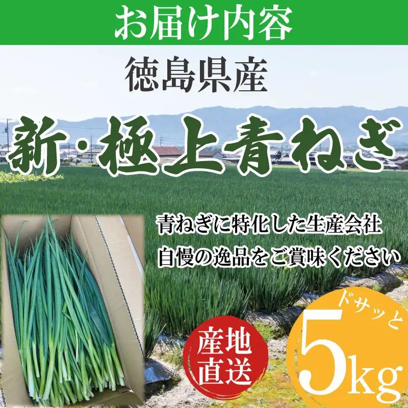 【4月～6月まで発送】青ねぎ 5kg ネギ 葱 極上 薬味 国産