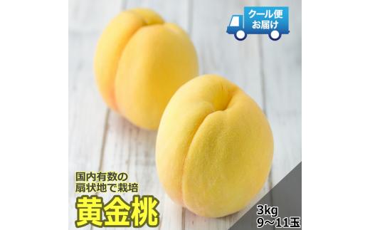 【令和7年発送先行予約】 クール便　収穫当日に発送　黄金桃　3㎏　9～11玉 ALPDG010