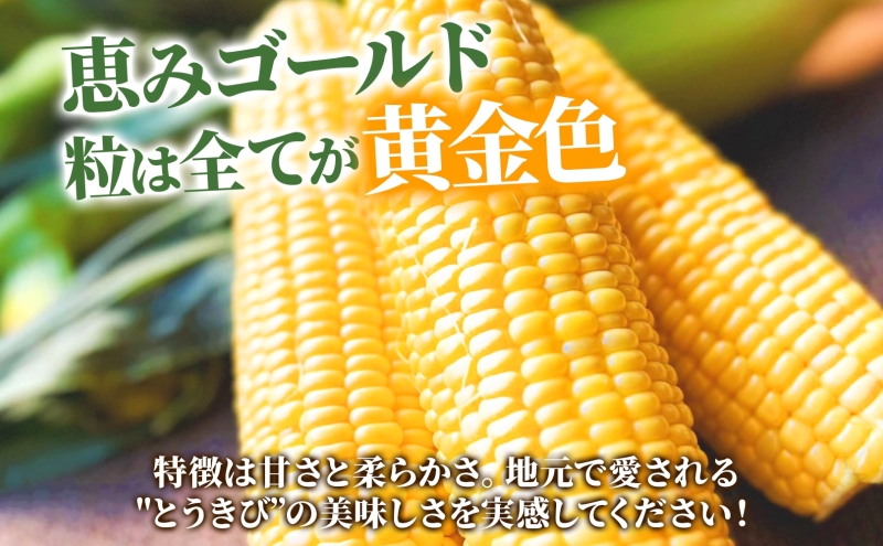 北海道産 とうもろこし 恵味 ゴールド 2L 18本 8月中旬～9月末頃お届け 朝採り めぐみ トウモロコシ コーン スイートコーン 甘い 新鮮 先行受付 夏 野菜 産地直送 送料無料 塩田農園 北海