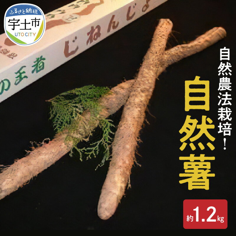 【ふるさと納税】自然薯 やまいも 山菜の王様 約 1.2kg 国産 とろろ 安全 安心 おいしい 高い栄養価 那須自然農園 自然農法栽培 有機JAS 認定事業者 お取り寄せ ギフト 贈り物 熊本県 宇土市 送料無料【熊本県宇土市】