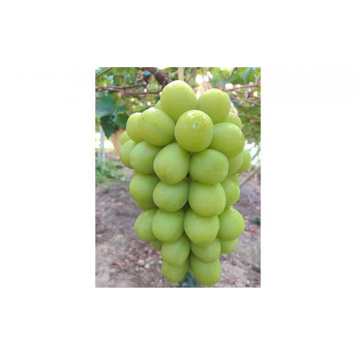 【ふるさと納税】ぶどう 2026年 最高ランクシャインマスカット 1房 約750g 【 Nini farm 農家 直送 】 | フルーツ 果物 くだもの ぶどう ブドウ シャインマスカット ランクシャインマスカット 岡山県産 人気 おすすめ 送料無料 ギフト