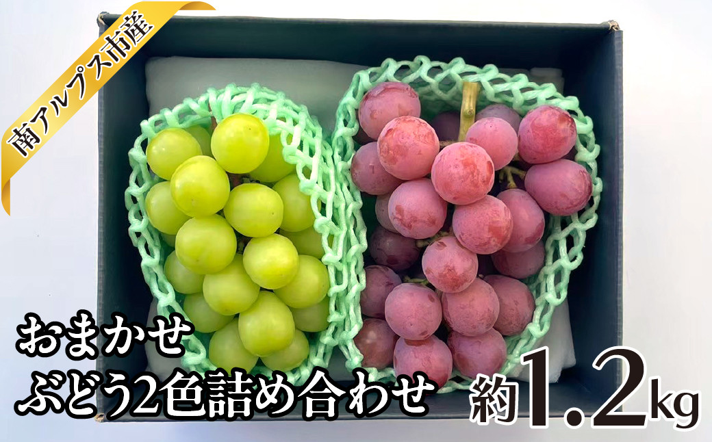 
            ＜2025年発送分先行予約＞おまかせ　ぶどう2色詰め合わせ約1.2kg ALPAJ047
          