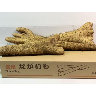 ふるさと納税 長野県 【訳あり】松代産長芋　約5kg　農家応援!