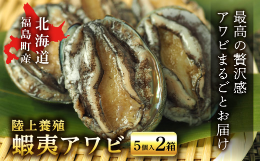 北海道福島町　陸上養殖「蝦夷アワビ」5個入×2箱 【 ふるさと納税 人気 おすすめ ランキング あわび アワビ 鮑 養殖 海鮮 海産 ギフト プレゼント 北海道 福島町 送料無料 】 FKP002