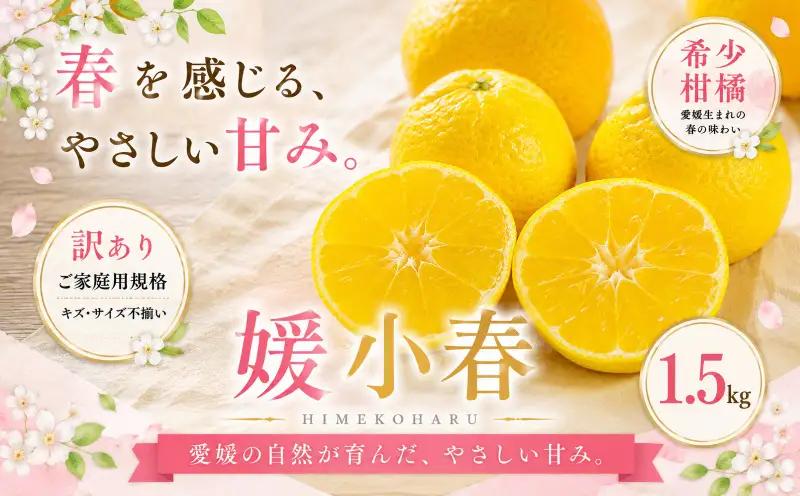 ＜訳あり 愛媛県産媛小春 合計約1.5kg＞『2027年1月下旬～3月下旬迄に順次出荷予定』 ひめこはる 希少種 甘い ご家庭用 果汁 果物 くだもの フルーツ みかん オレンジ 柑橘 人気柑橘 特産品 株式会社OSN 愛媛県 西予市 【常温】OOS0073