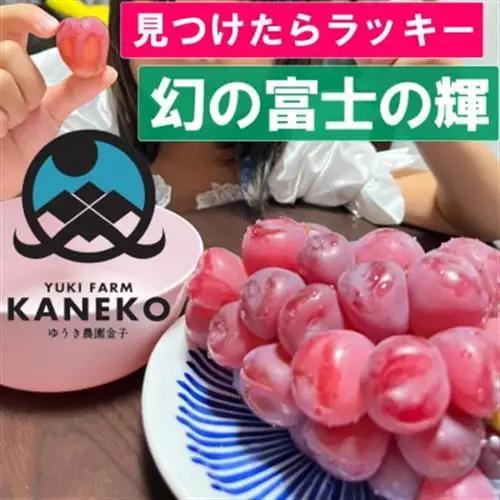 2027年発送先行受付【見つけたらラッキー】この時期しか食べれない数に限りのある希少品種富士の輝【配送不可地域：離島】【1495749】