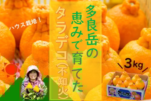 
            多良岳の恵みで育てたタラデコ（不知火）3kg 【2026年3月上旬～5月下旬発送予定】 太良町 太良みかん みかん王国 不知火 しらぬい ハウスしらぬい デコポン でこぽん ポンカン ぽんかん 椪柑 3kg (5L～L) こだわりの栽培 M70x1
          