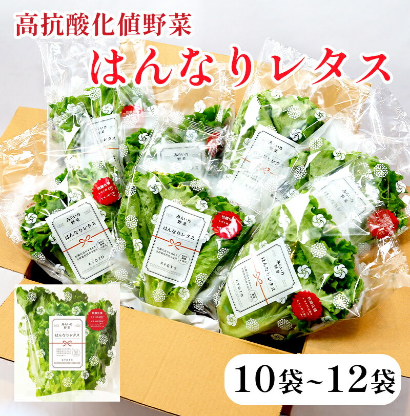 【ふるさと納税】レタス 水耕栽培 国産 はんなりレタス 12袋 720g 小分け サラダ 野菜 産地直送 みらい乃野菜 ケール入り