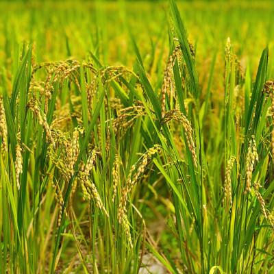 ふるさと納税 大網白里市 新米【令和7年産】2年連続特A評価!　千葉県産コシヒカリ10kg (5kg×2袋) |  | 03