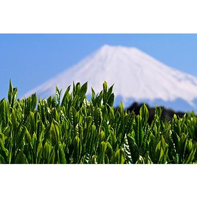 ふるさと納税 富士吉田市 深蒸し煎茶 150g入×2袋セット チャック付袋 ギフトお茶葉 国産緑茶【ふじやま茶】 |  | 03
