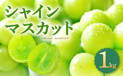 皮ごと食べられる種なしぶどう シャインマスカット 1kg【先行予約 ぶどう シャインマスカット 1kg 葡萄 ブドウ しゃいんますかっと マスカット 1キロ 種なし たねなし 冷蔵 期間限定 季節限定 くだもの 果物 フルーツ】