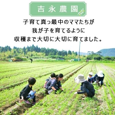 ふるさと納税 薩摩川内市 鹿児島にんじん『愛紅』7kg　ZS-959 |  | 01