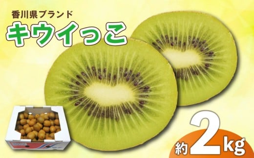 先行予約 キウイ 約2kg キウイフルーツ サイズ混合 さぬきキウイっこ 果物 果実 フルーツ 旬 デザート 選べる 容量 11月上旬～12月下旬 配送 家庭用 贈答用 ギフト プレゼント 香川県 丸亀市