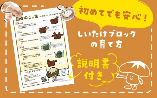 【定期便 年4回】 菌床椎茸栽培キット 1個 （3ヶ月おきにお届け 全4回）| しいたけ シイタケ 椎茸 栽培キット きのこ 栽培 菌床 しいたけ菌 椎茸菌 栽培ブロック 採れたて とれたて 夏休み 