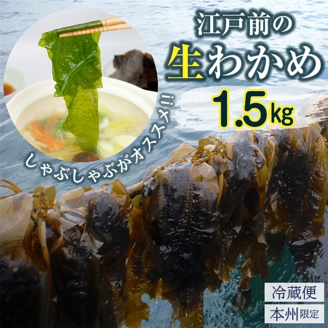 L-35z 新富津のワカメ（生）1.5kg