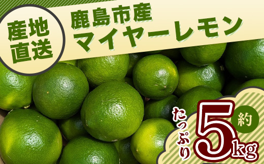 【産地直送】【農家直送】【予約受付】【数量限定】佐賀県鹿島市産 マイヤーレモン 5kg サイズ混合【9月中旬頃より配送】B-726