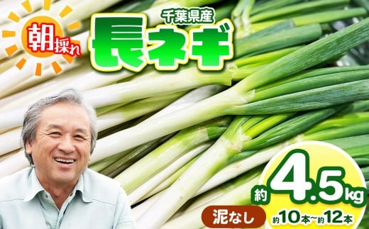 【 泥なし 】 長ネギ 約4.5kg （約10～12本） にがり農法 | 鈴木アル・ファーム ねぎ ネギ 長ネギ 長ねぎ お鍋 国産 新鮮 詰め合わせ 産地直送 朝採れ 栄養たっぷり 冬野菜 旬 千葉県 君津市　きみつ