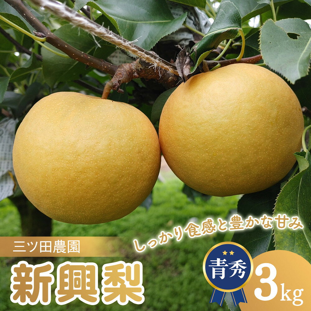 【ふるさと納税】梨 新興梨 (青秀)3kg 三ツ田農園 10月頃お届け | 梨 新興梨 なし 鳥取県 梨 3kg おすすめ おいしい 果物 くだもの フルーツ