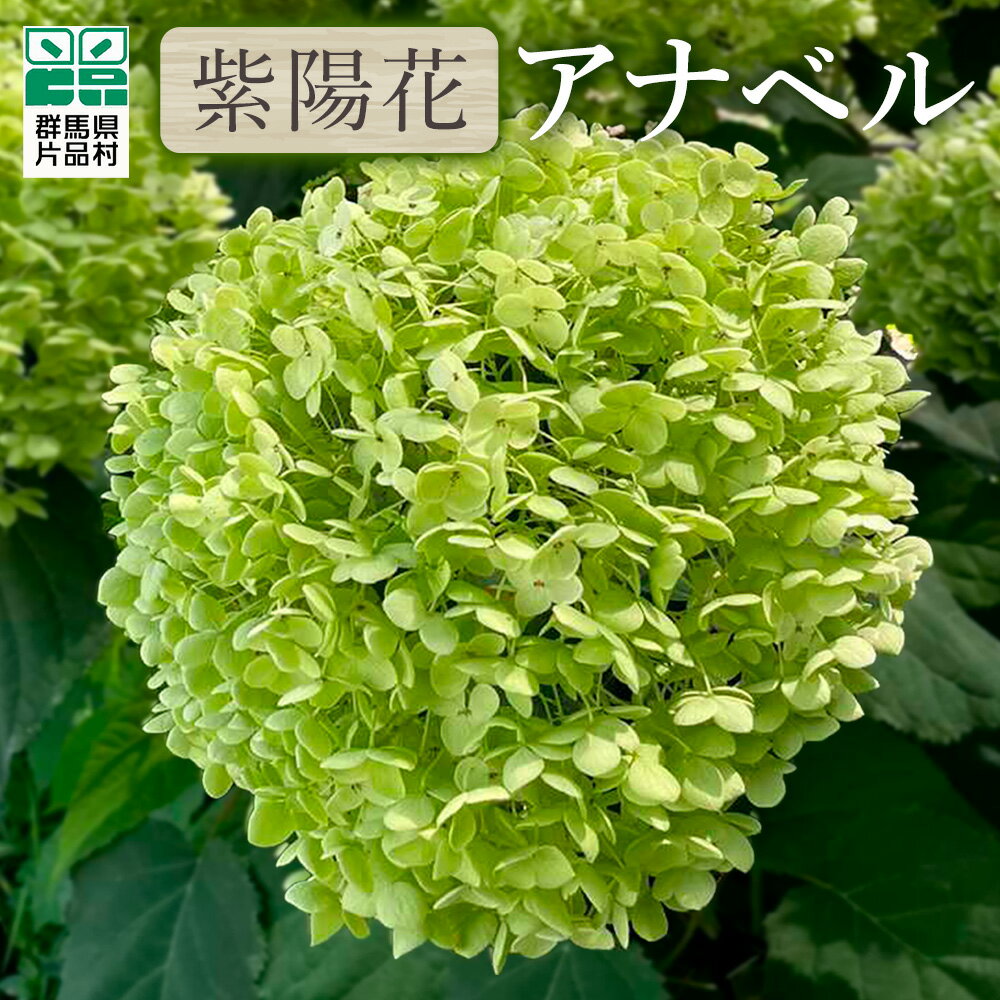 【ふるさと納税】 片品村 アジサイ アナベル 紫陽花 花 フラワー 園芸