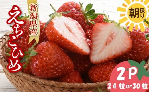 【先行予約】 いちご 越後姫 3L～2L 24粒 or 30粒 朝採り 当日発送 苺 イチゴ えちごひめ 朝どれ 朝摘み 生産者直送 農家 直送 数量限定 季節限定 期間限定 須貝いちご園 新潟 新発田 sugai002