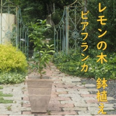 レモンの木鉢植え(品種:ビアフランカ/トゲ無し)(アンティークテラコッタ鉢直径31cm)