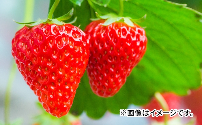 
                  いちご 滋賀県産いちご「みおしずく」2パック(約500g) / いちご イチゴ 苺 みおしずく 滋賀県オリジナル品種 フルーツ 果物 デザート とれたて 新鮮 朝採れ 滋賀県産 農園 産地直送 旬の味覚 高級フルーツ 果実 甘い 美味しい おいしい 完熟 ブランド苺 ご褒美 ギフト プレゼント 贈り物 贈答用 御祝 逸品 贅沢 上質 限定 / 栗東市 / まりゆ農園 [BIBW002]
                