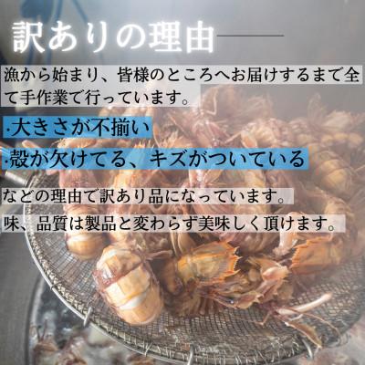 ふるさと納税 小樽市 【訳あり】北海道小樽産 漁師直送浜茹でシャコ(冷凍)オス500gメス500g計1kg(各12匹〜) |  | 01