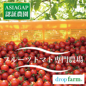 【10月中旬より順次発送】ドロップファームの美容トマトおまかせ3kg箱(４種ミックス）【とまと フルーツトマト 野菜ソムリエ 栄養士 アイコ イエローアイコ 小鈴 フルティカ 野菜 フレッシュ 水戸市