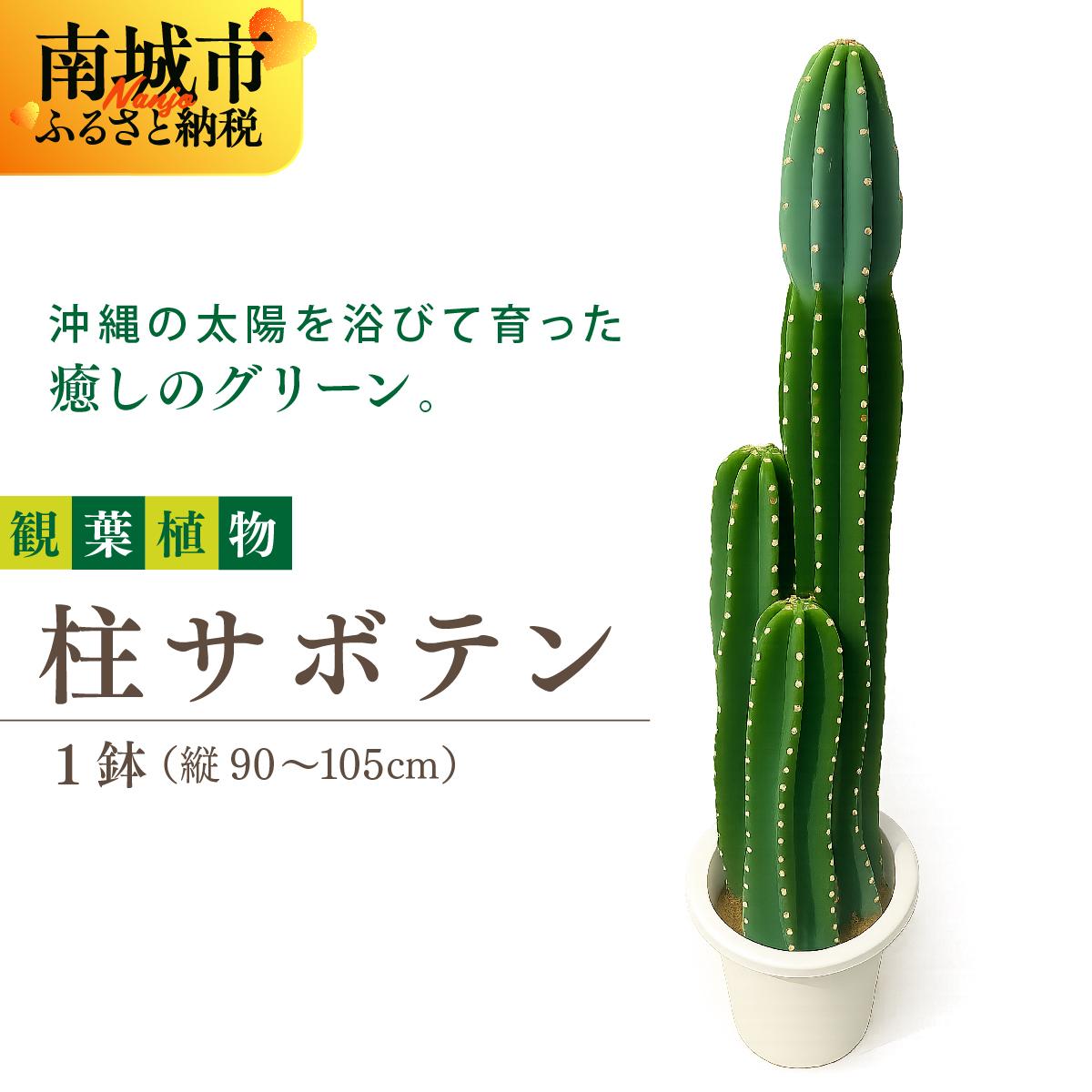 【ふるさと納税】柱サボテン I 柱サボテン サボテン さぼてん 観葉植物 多肉植物 室内植物 植物 沖縄県 南城市