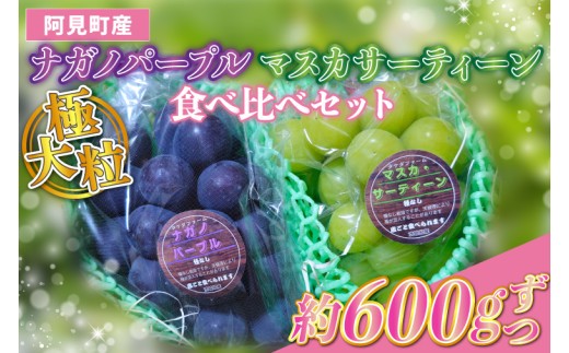
                  ぶどう ナガノパープル 1房 約600g マスカサーティーン 1房 約600g 食べ比べ セット 阿見町産 種無し 皮ごと 大粒 シャインマスカット 希少品種 ブドウ 葡萄 フルーツ 果物 旬 阿見町 茨城県 【2026年9月上旬以降発送】（49-16）
                