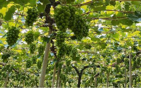 ぶどう 2024年農家こだわりのシャインマスカット 2房 合計約1.0kg 贈答クラス ブドウ 葡萄  岡山市産 国産 フルーツ 果物 ギフト 【 Nini farm 農家 直送 】 [No.5220