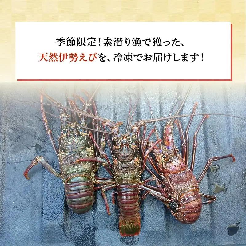 沖永良部 島産！ 天然 の 伊勢えび 2kg ( 4～6匹 ) C034-004 魚介類 冷凍 海老 エビ 伊勢海老